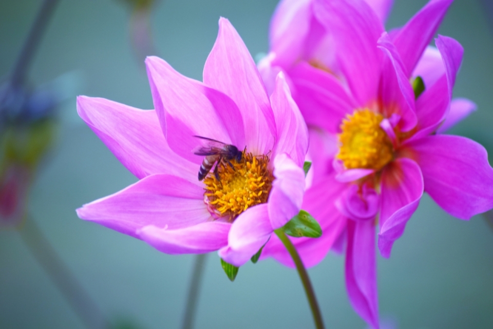 虚化背景户外自然粉色花朵植物上昆虫