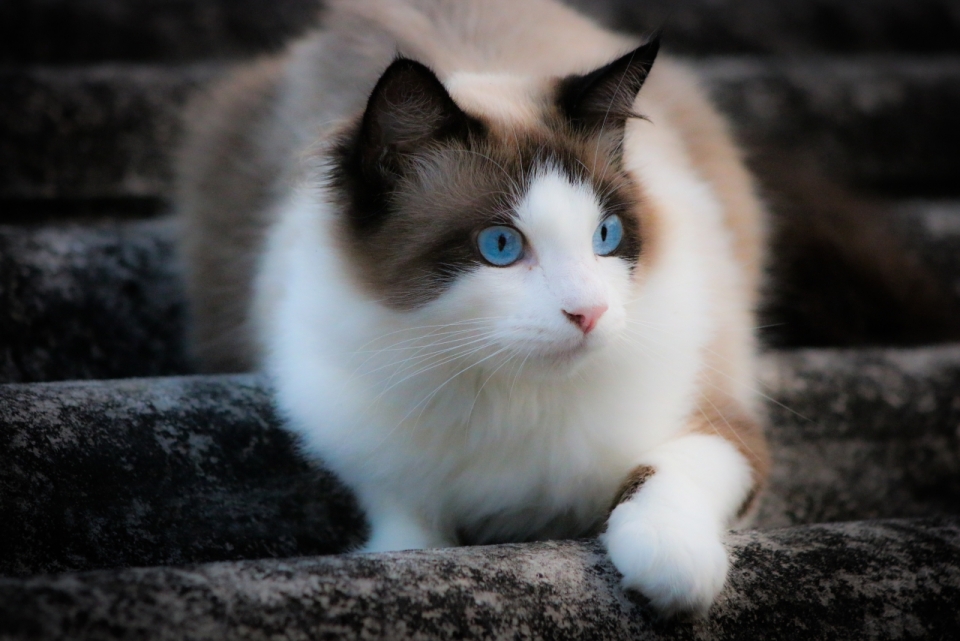 户外树干蓝色眼睛可爱宠物布偶猫