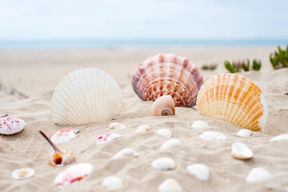 在海边沙滩的各种大小形状的贝壳摄影