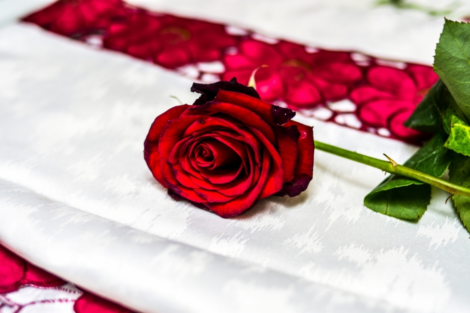桌面丝巾上摆放红色鲜艳玫瑰摆拍
