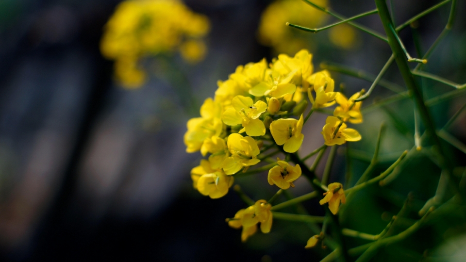 田园风光油菜花自然风光高清桌面壁纸