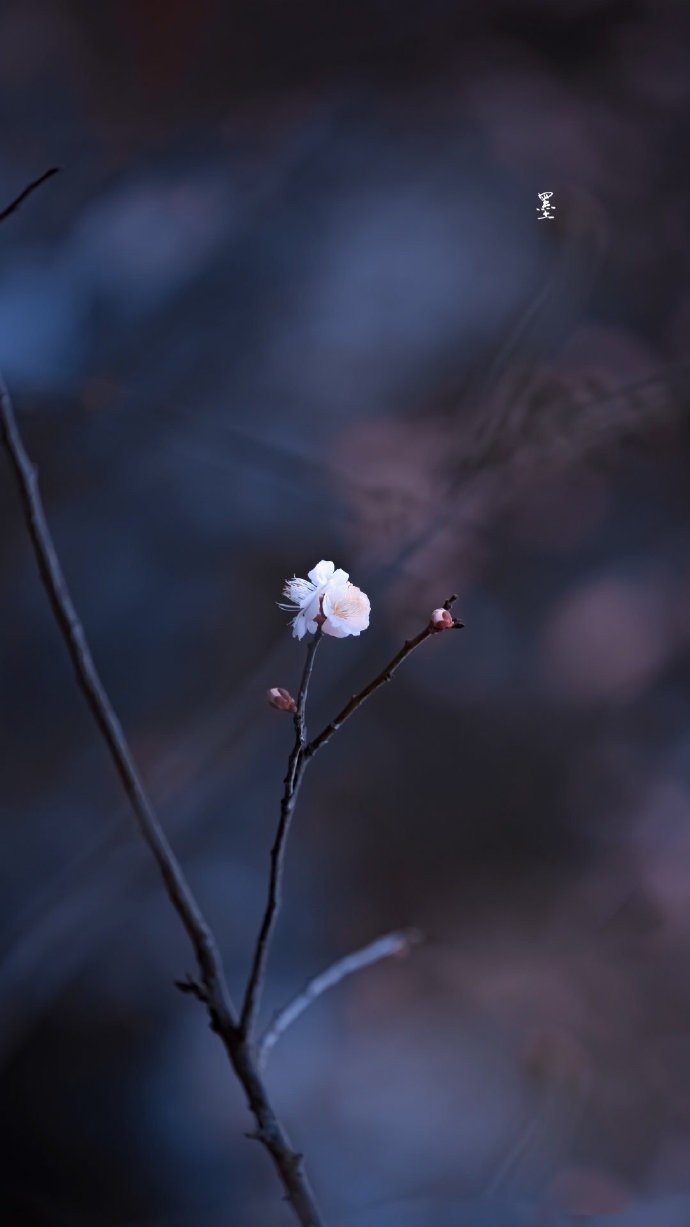 唯美植物梅花手机壁纸