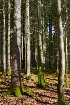 光秃秃幽深树林细长树干森林风光