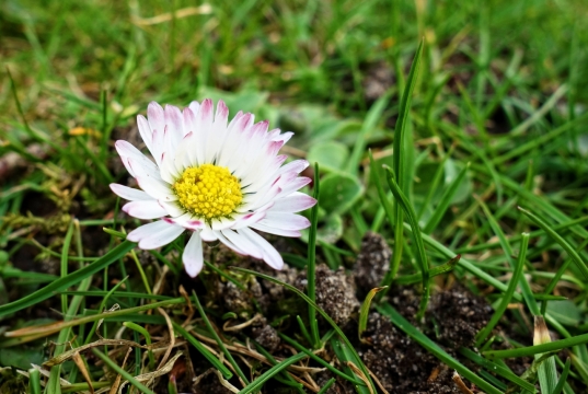 自然绿色草坪黄色花蕊白色花朵植物