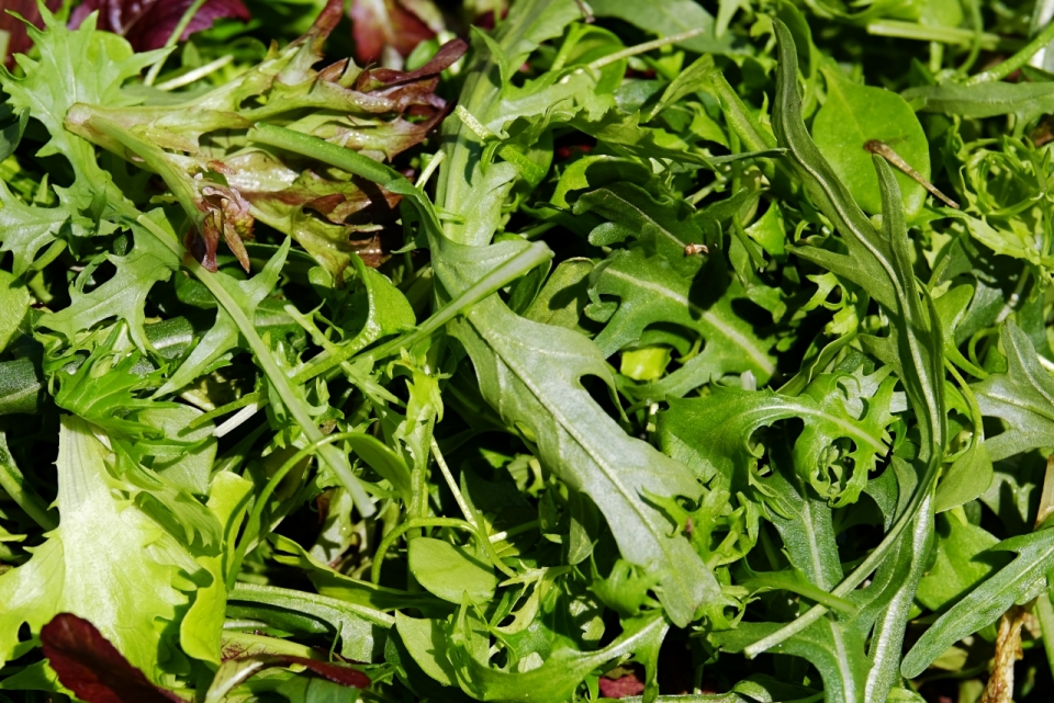 野外求生采摘蕨菜植物自然美食
