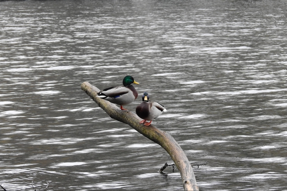 湖边枝头的两只绿头鸭