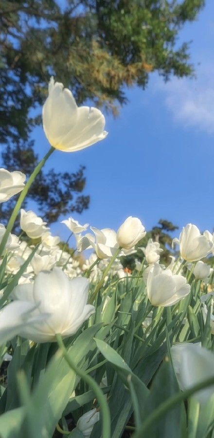 唯美清新花朵手机壁纸