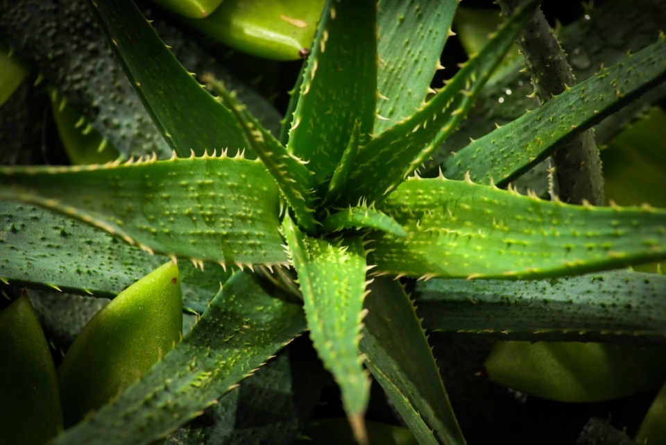 公园带锯齿绿色叶子自然芦荟植物