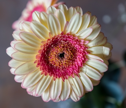 虚化背景室内红色花蕊白色花朵自然植物