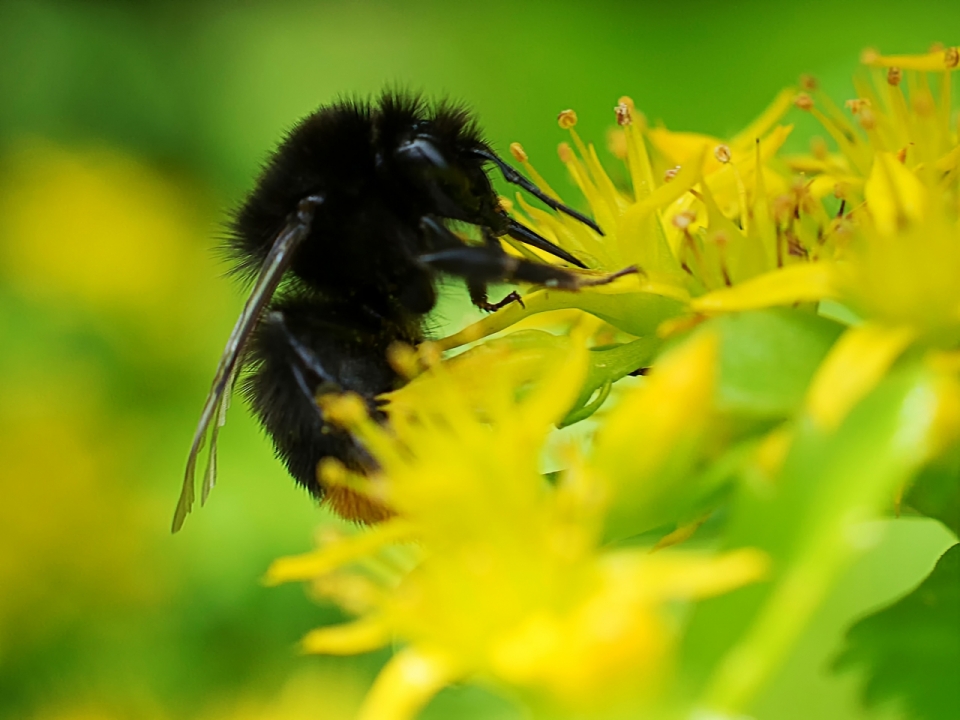 虚化背景户外自然黄色花朵植物蜜蜂