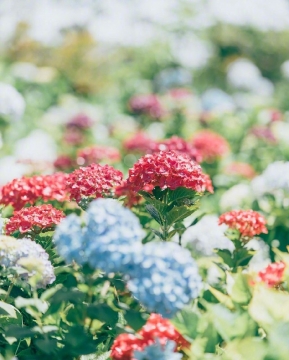 漫步夏日紫阳花花园写真图片
