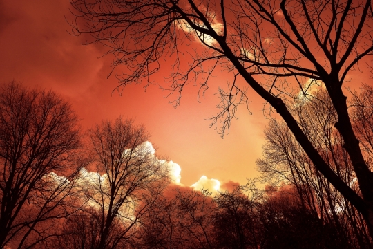 傍晚霞光下的枯树仰拍