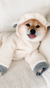 唯美可爱小狗柴犬手机壁纸