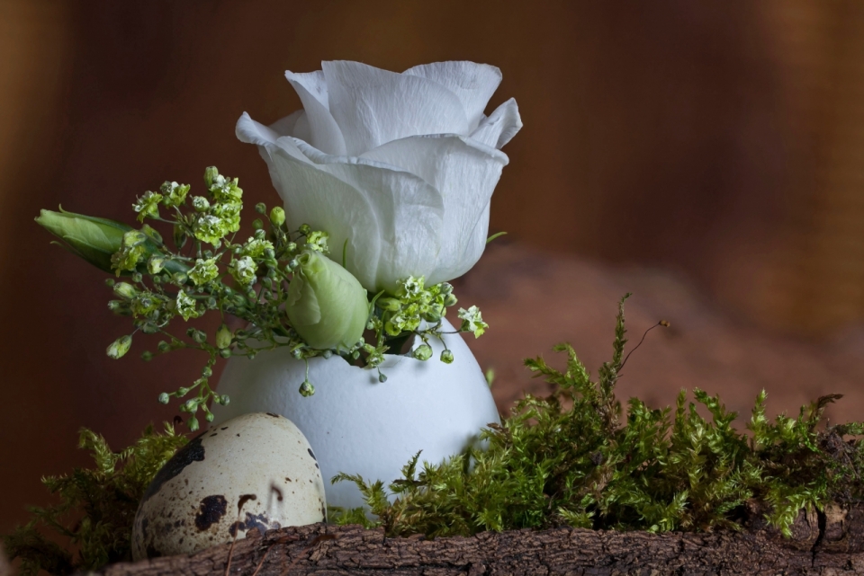 虚化背景小清新自然白色玫瑰花朵蛋装饰