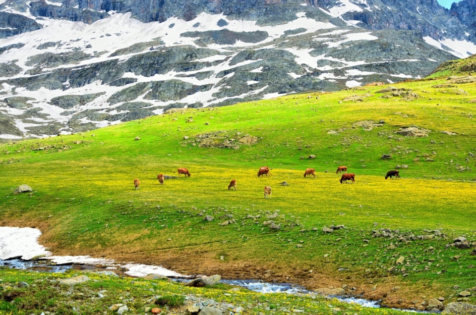 自然户外山峰绿色草坪牛群