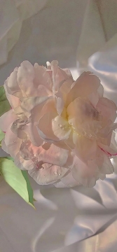 唯美清新花朵手机壁纸