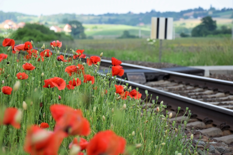 户外铁路轨道边自然红色花朵植物