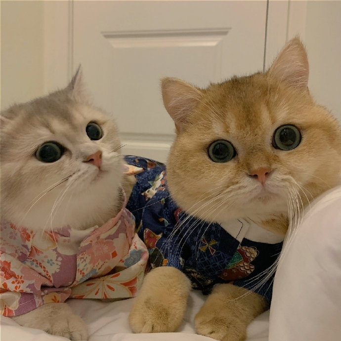 唯美可爱猫咪写真图片