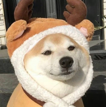 可爱趣味头像写真图片