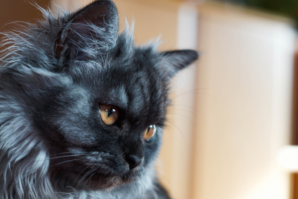 黑色波斯猫宠物的侧脸特写