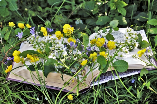 阳光自然黄色花朵绿色植物前文艺书本