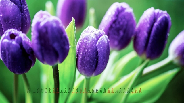 2021年2月清新绿色护眼高清日历壁纸