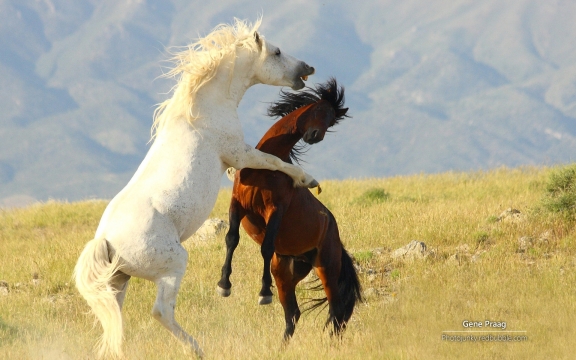 动物马高清桌面壁纸