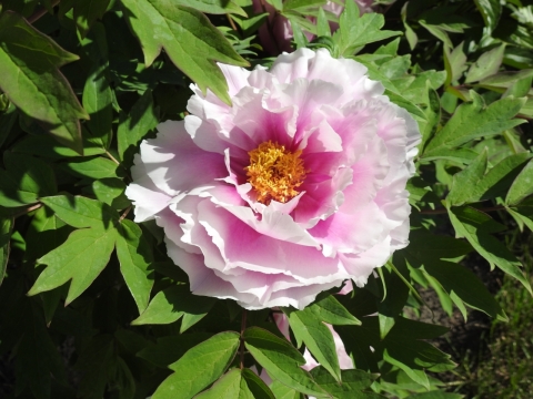 自然户外阳光下粉色花朵绿色叶子植物