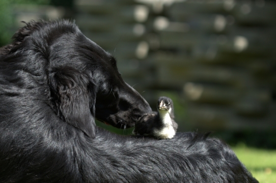 阳光自然户外黑色狗野生鸟类动物