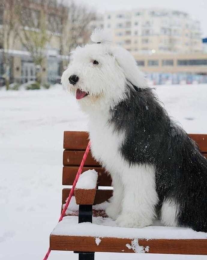 拖把汪写真图片