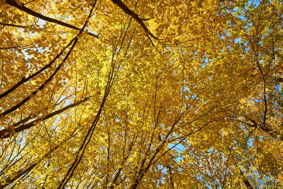 秋天树林树木金色树叶风景摄影