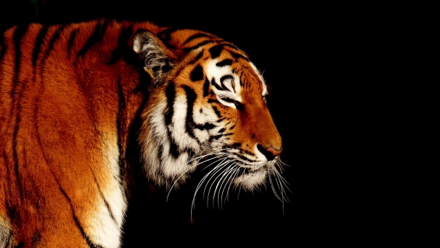 简约黑色背景眯眼凶猛野生老虎动物