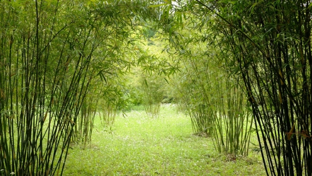 清新唯美绿色护眼高清竹子桌面壁纸