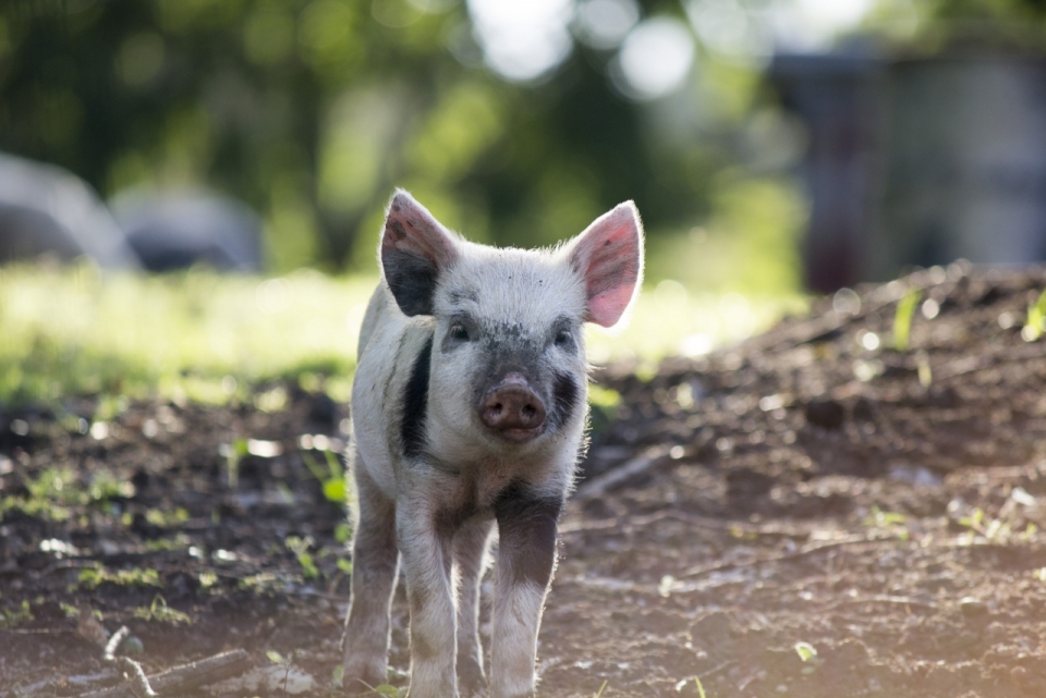 农场清晨草地行走宠物猪可爱外表
