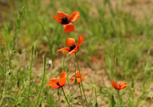 户外自然绿色叶子红色花朵植物