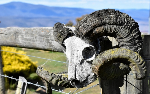 阳光自然户外木制栏杆上羊骷髅