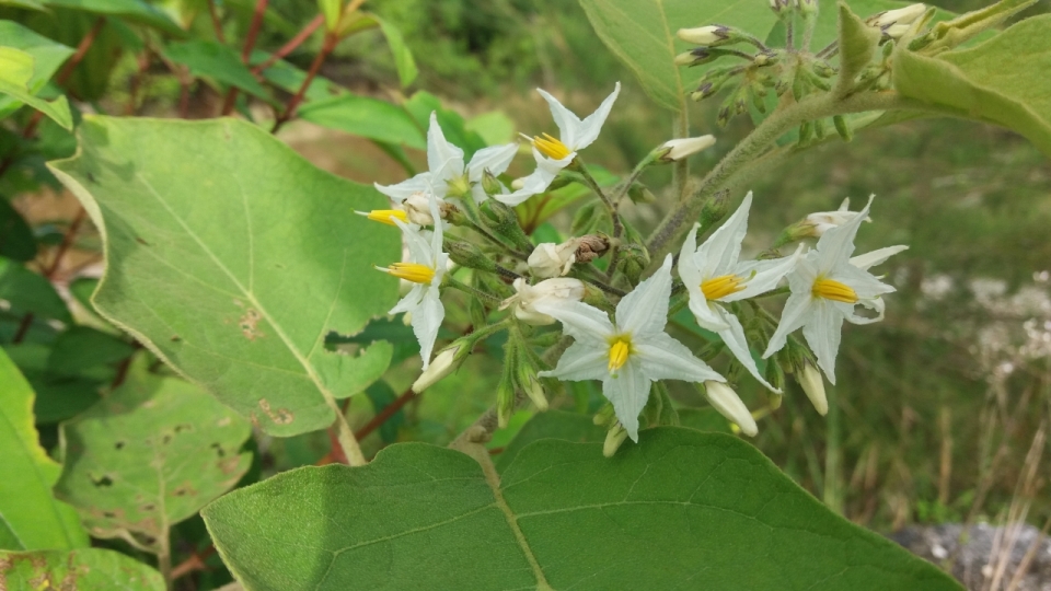 户外绿色枝叶黄色花蕊白色花朵自然植物