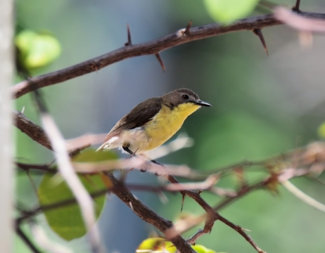虚化背景自然树木树枝野生鸟类动物