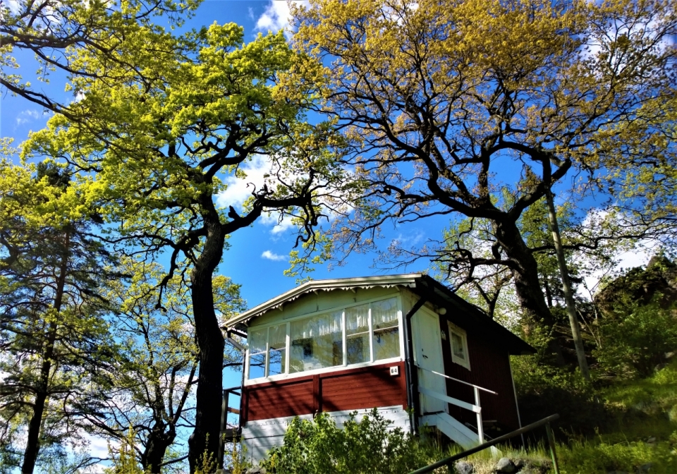 夏天阳光公园自然树木围绕建筑