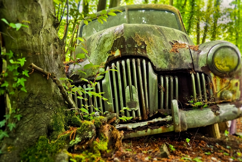 自然森林树木前废弃绿色轿车