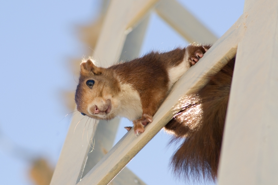 木梯上攀爬可爱棕色松鼠特写