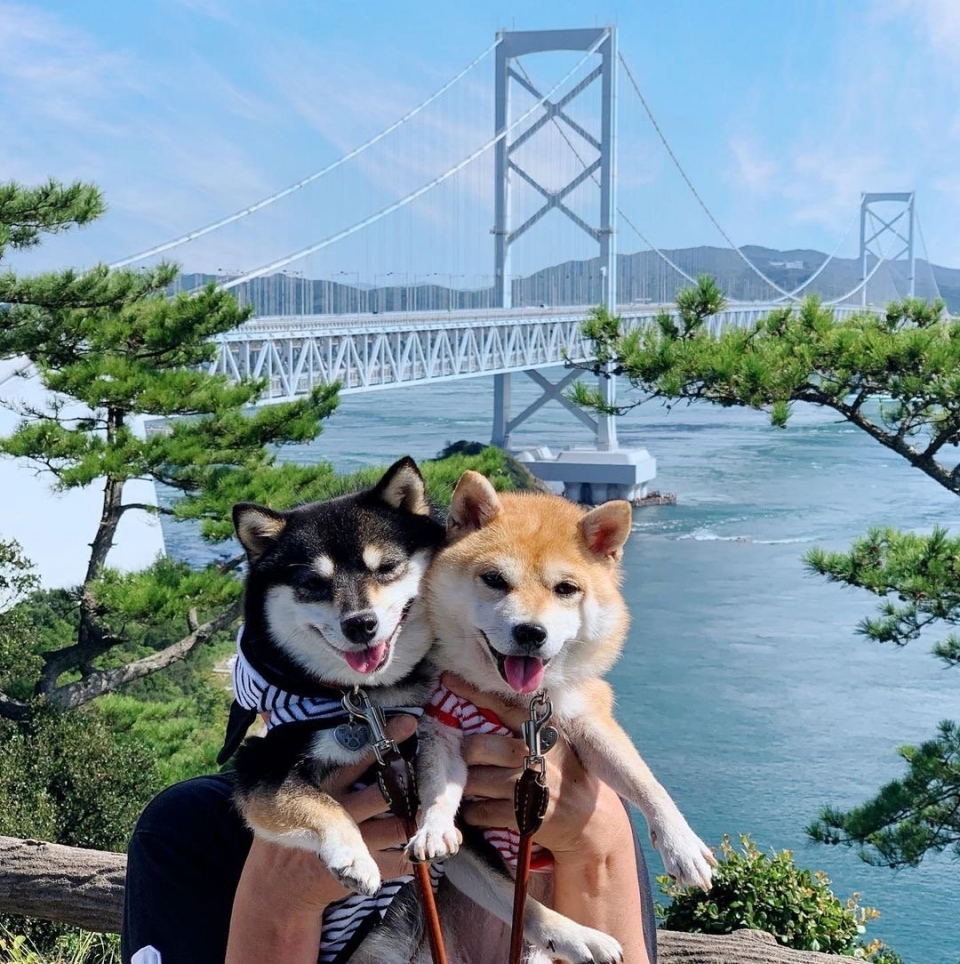 微笑狗狗柴犬写真图片