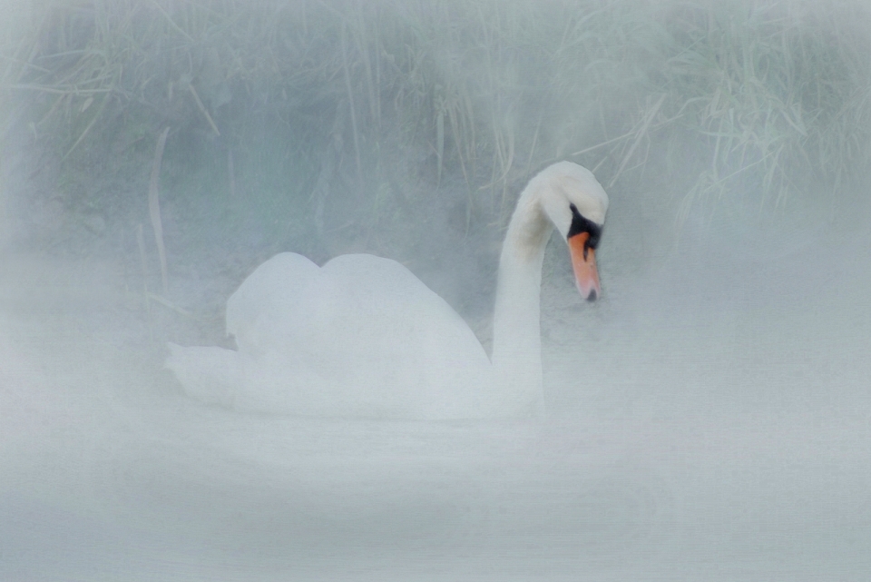 雾气湖中游水白天鹅摄影