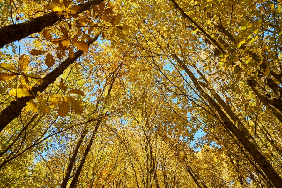 秋天树林树木金色树叶掩盖蓝天