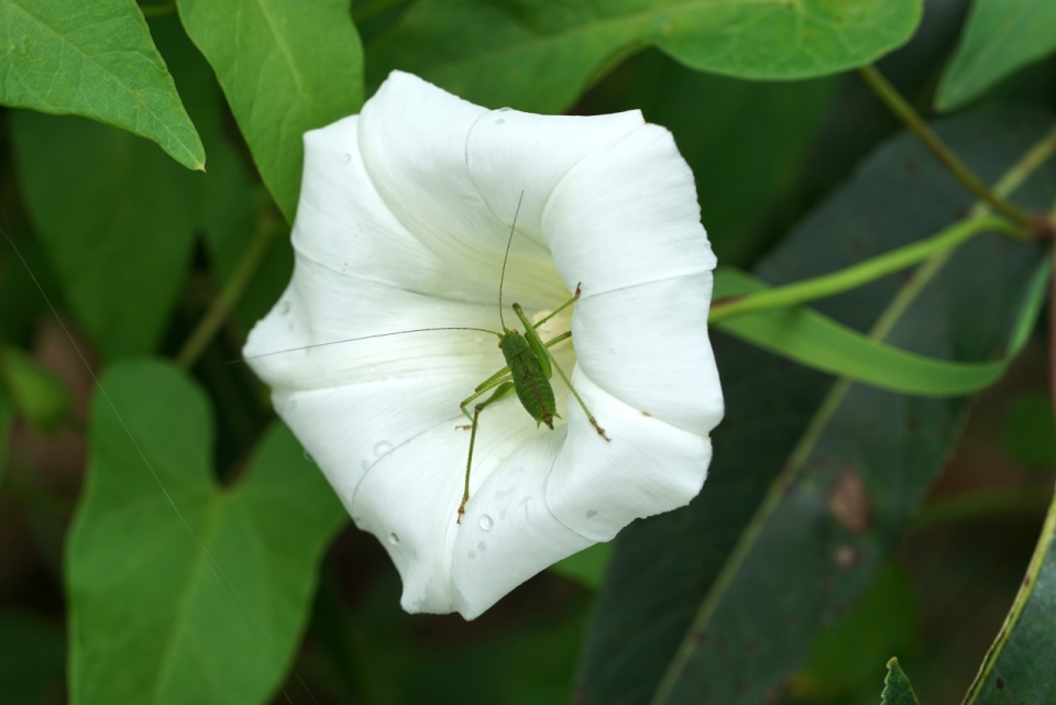 白色喇叭花中绿色蚂蚱昆虫摄影