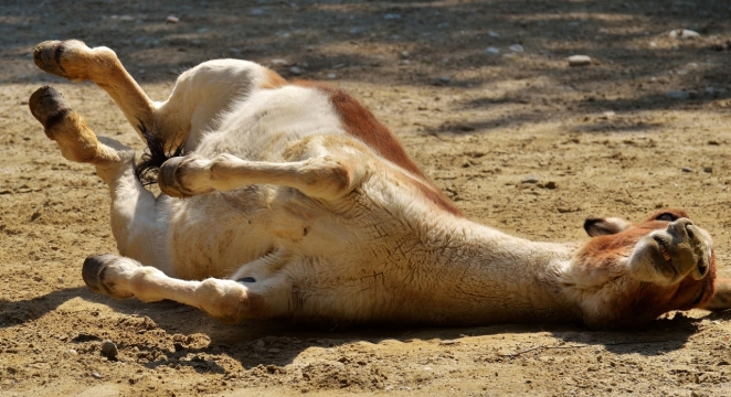 马匹幼崽地上翻滚玩闹高清拍摄
