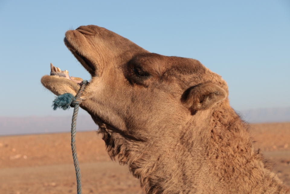 一望无际荒漠中张嘴嚎叫的骆驼