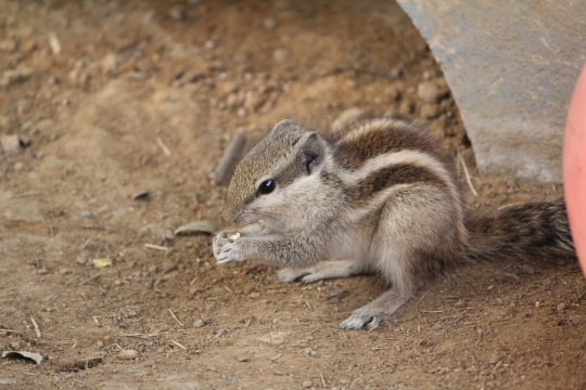 地面上正捧着坚果警惕的松鼠