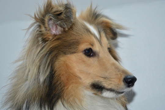 室内白色墙壁前可爱宠物牧羊犬