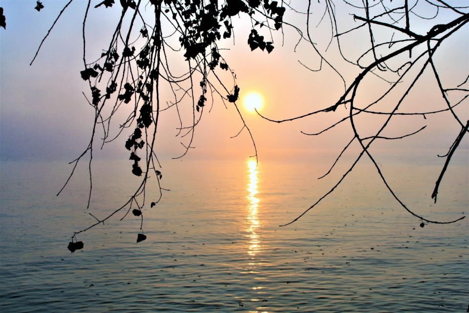 树枝下水面的夕阳倒影风光摄影